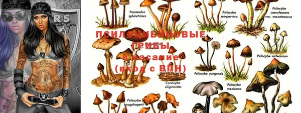 PSILOCYBIN Белокуриха